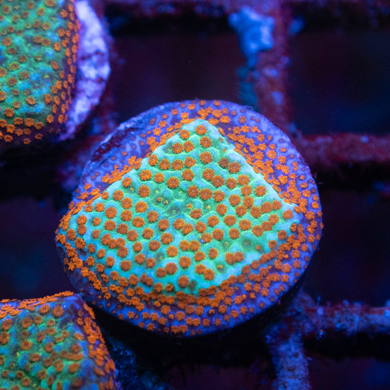 Aquaman Montipora