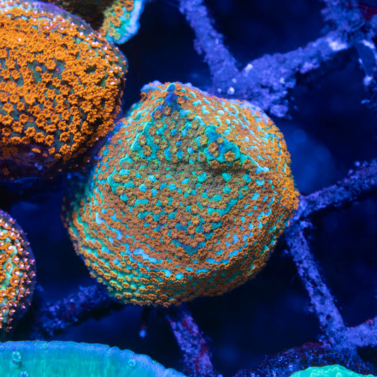 Aquaman Montipora