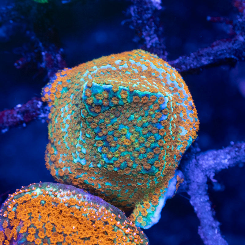 Aquaman Montipora - AquaGemCorals