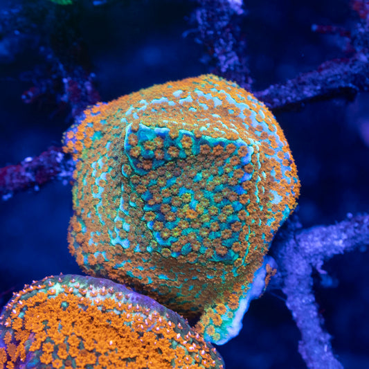 Aquaman Montipora