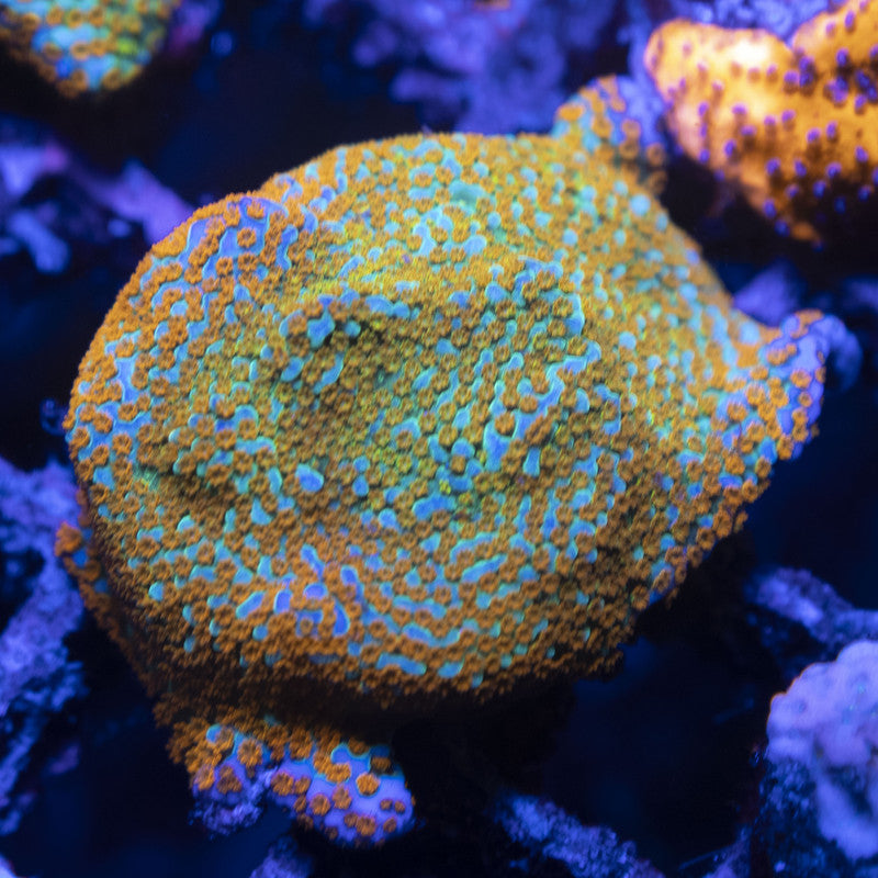 Aquaman Montipora