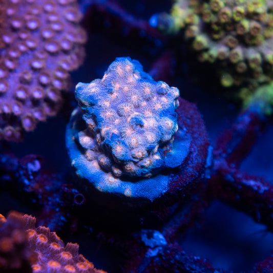 Arc halley's comet cyphastrea