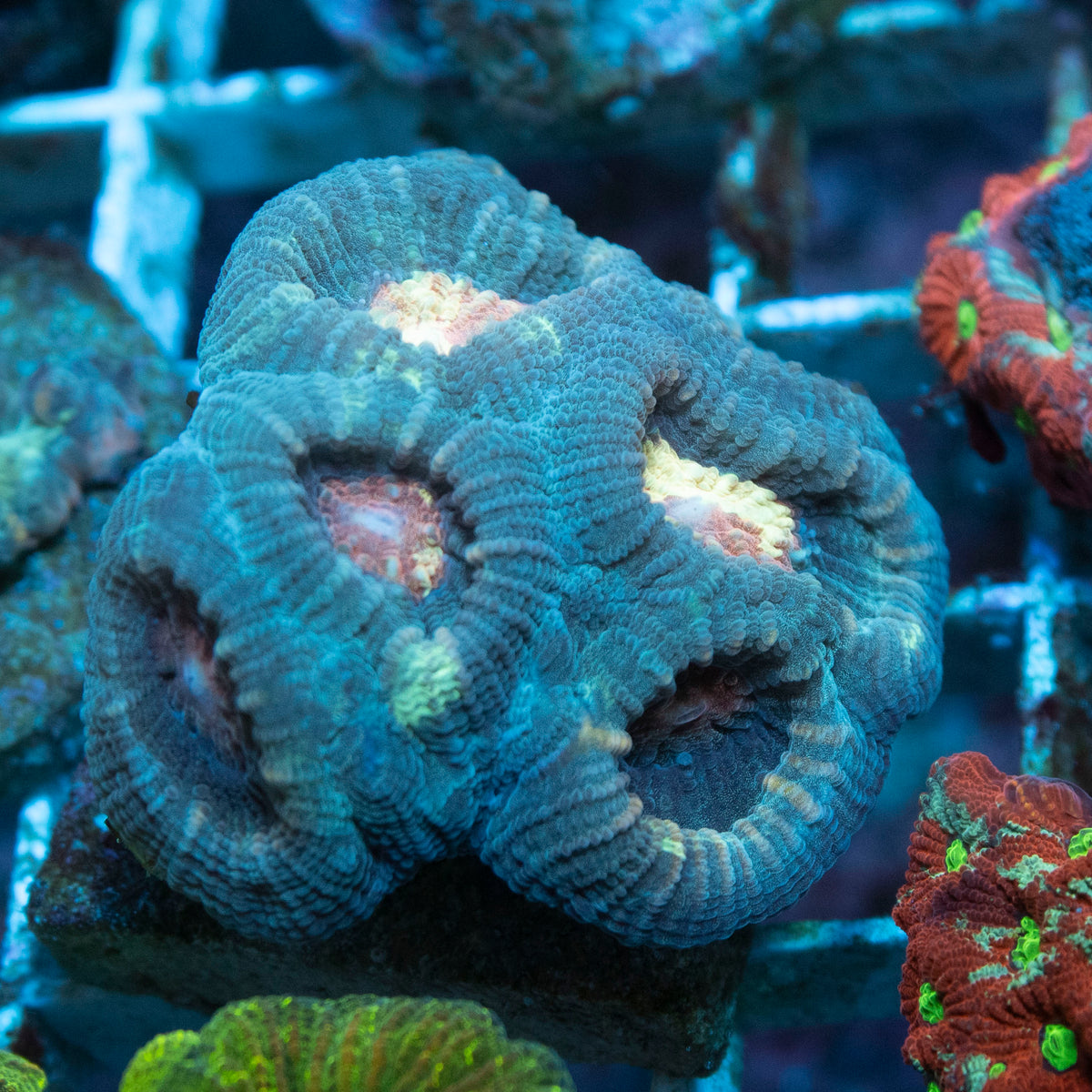 Arctic Moon Favia coral frag from AquaGem Corals