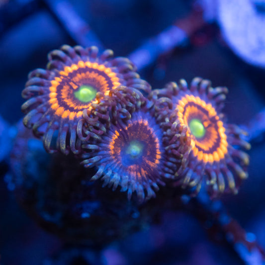 Armor Of God Zoas WYSIWYG coral from AquaGemCorals