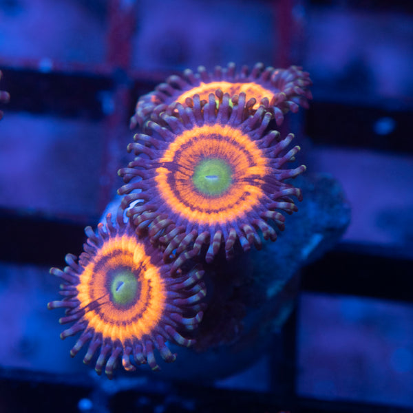 Armor of the gods Zoa