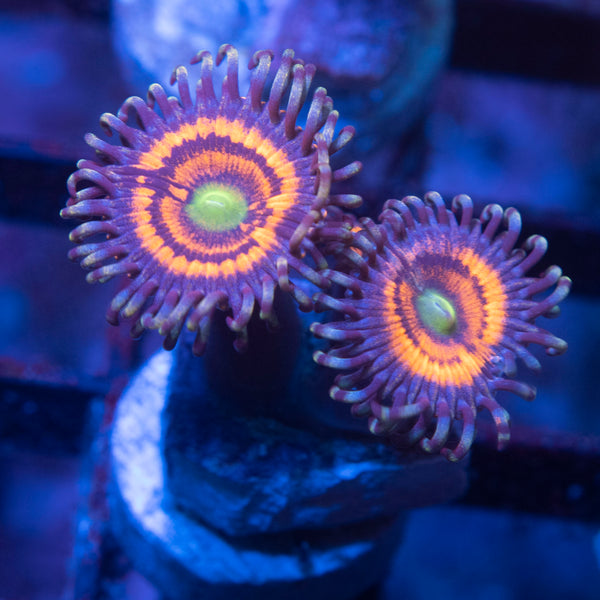 Armor of the gods Zoa