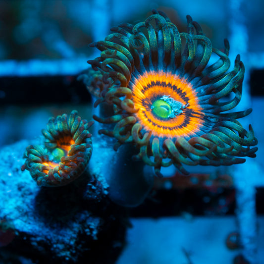 Armor of god Zoas