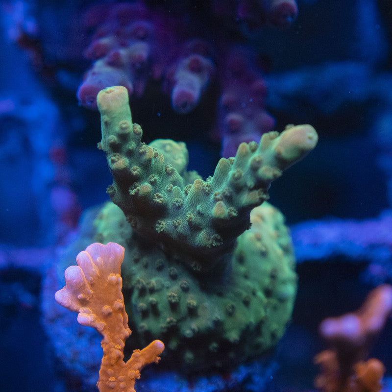 Assorted Acro WYSIWYG live coral for sale at AquaGemCorals