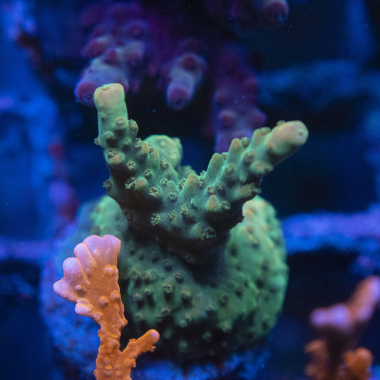 Assorted Acro WYSIWYG live coral for sale at AquaGemCorals
