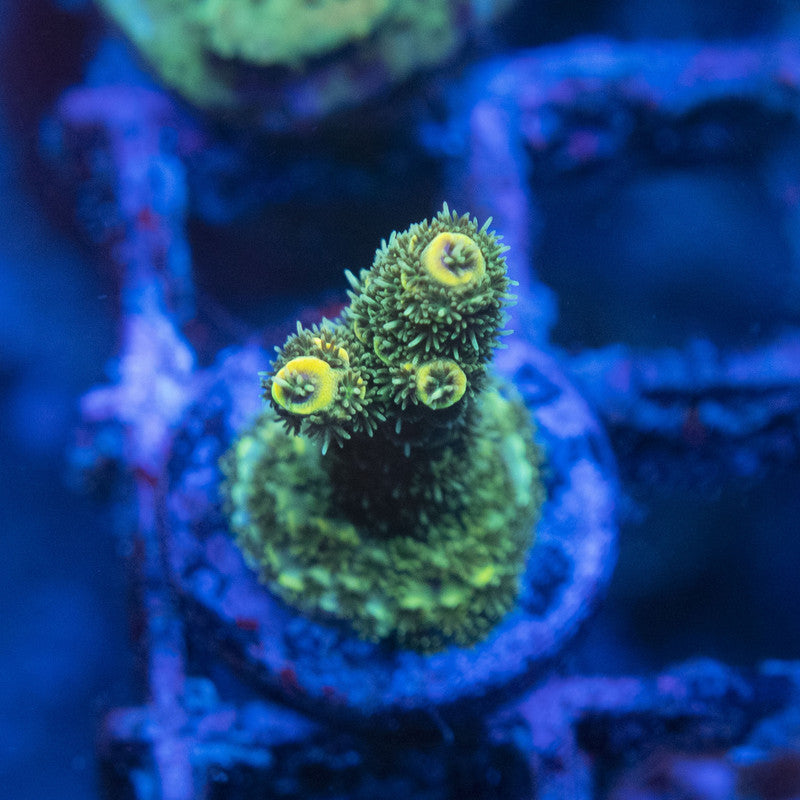 Assorted Acro WYSIWYG live coral for sale at AquaGemCorals