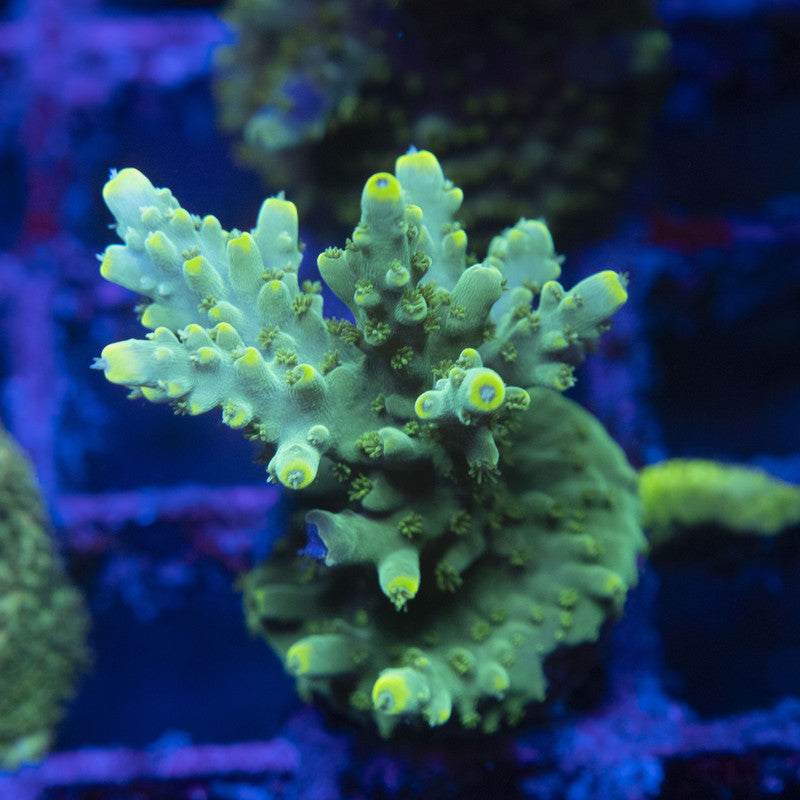 Assorted Acro WYSIWYG live coral for sale at AquaGemCorals