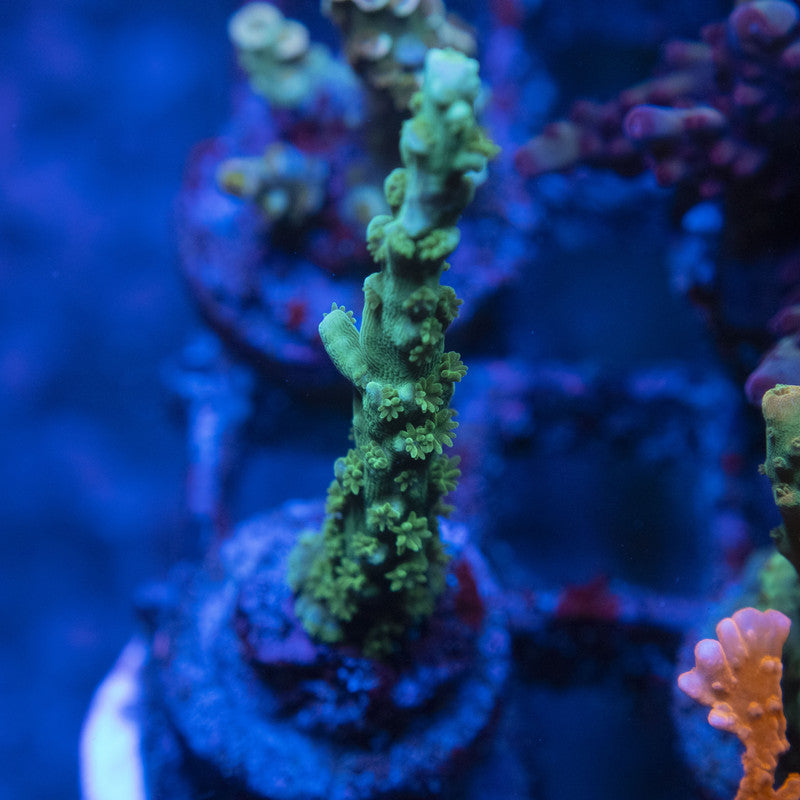 Assorted Acro WYSIWYG live coral for sale at AquaGemCorals