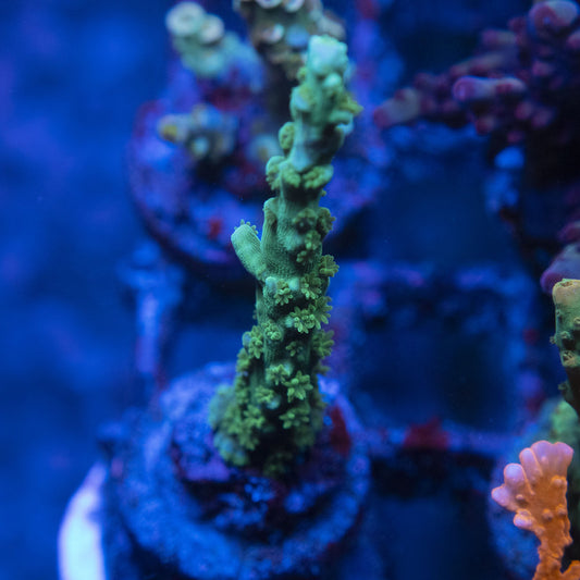 Assorted Acro WYSIWYG live coral for sale at AquaGemCorals