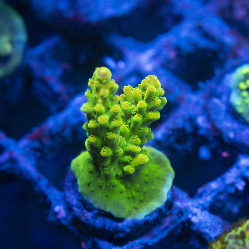 Assorted Acro WYSIWYG live coral for sale at AquaGemCorals