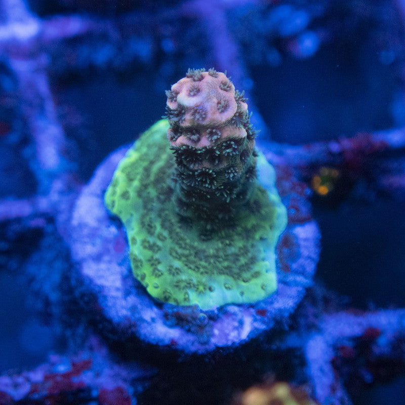 Assorted Acro WYSIWYG live coral for sale at AquaGemCorals