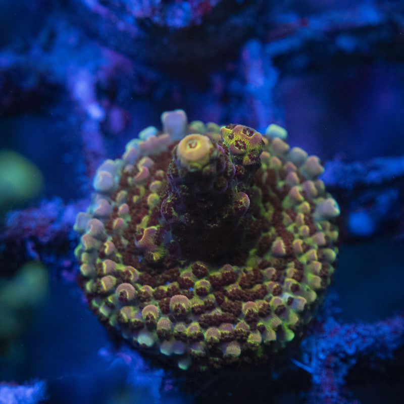 Assorted Acro WYSIWYG live coral for sale at AquaGemCorals