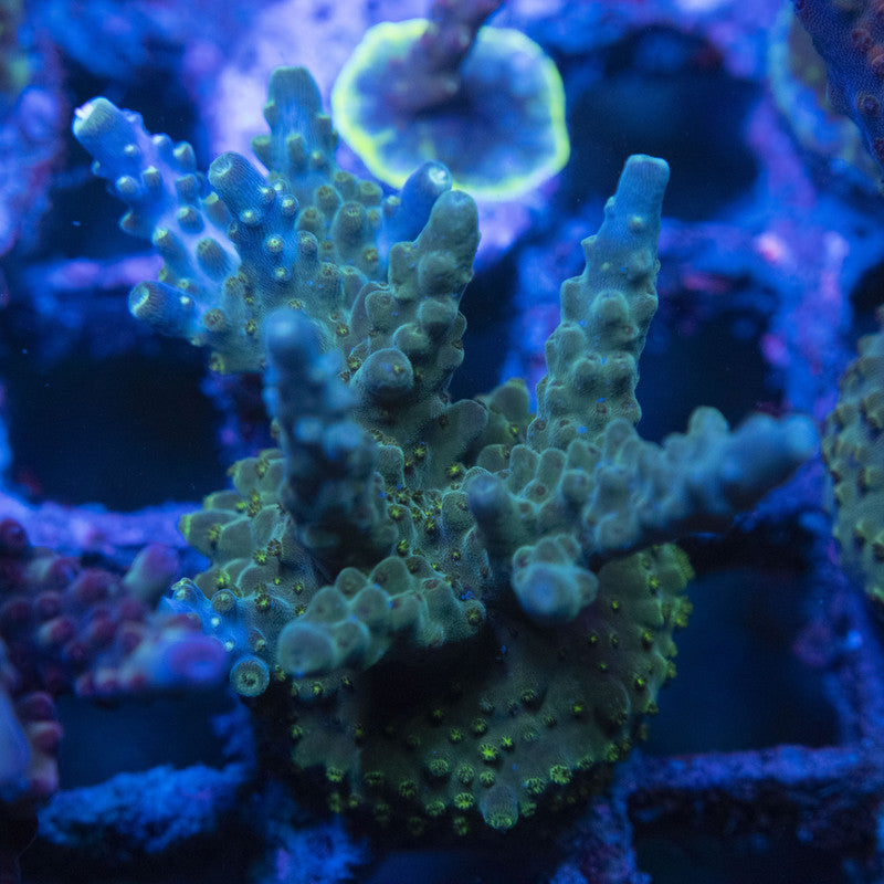 Assorted Acro WYSIWYG live coral for sale at AquaGemCorals