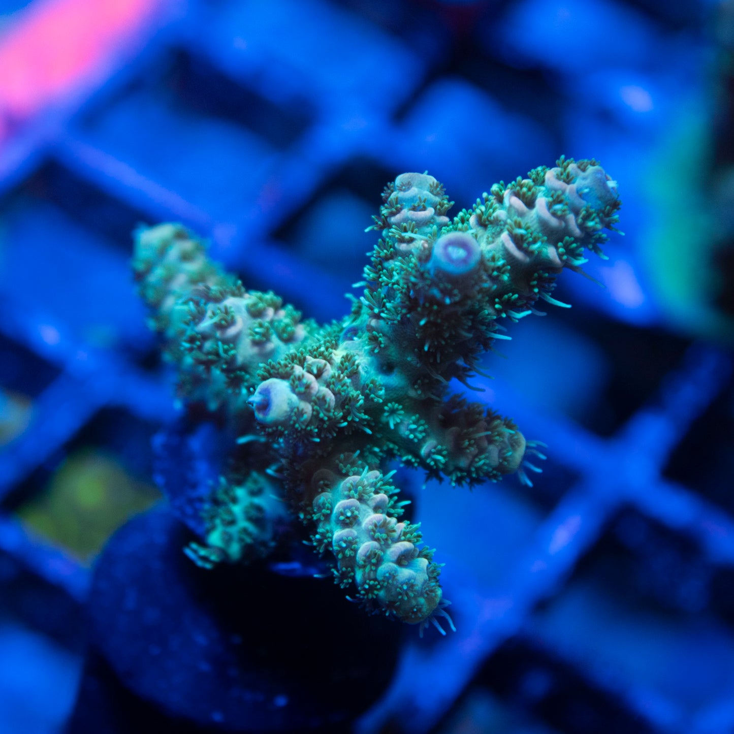 Assorted Acro live coral for saltwater reef aquarium