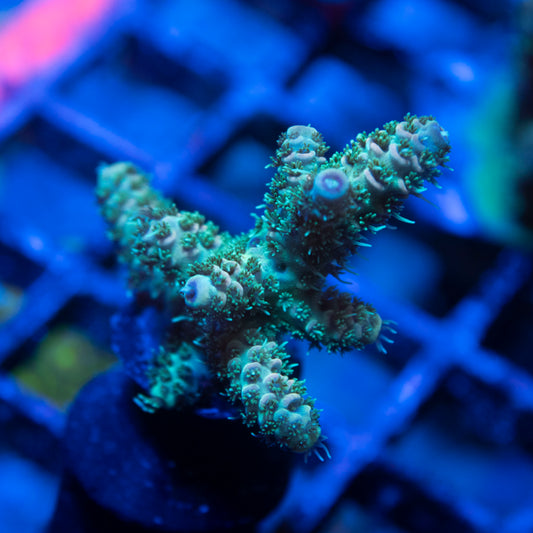 Assorted Acro live coral for saltwater reef aquarium