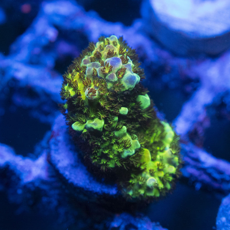 Assorted Acro WYSIWYG live coral for sale at AquaGemCorals