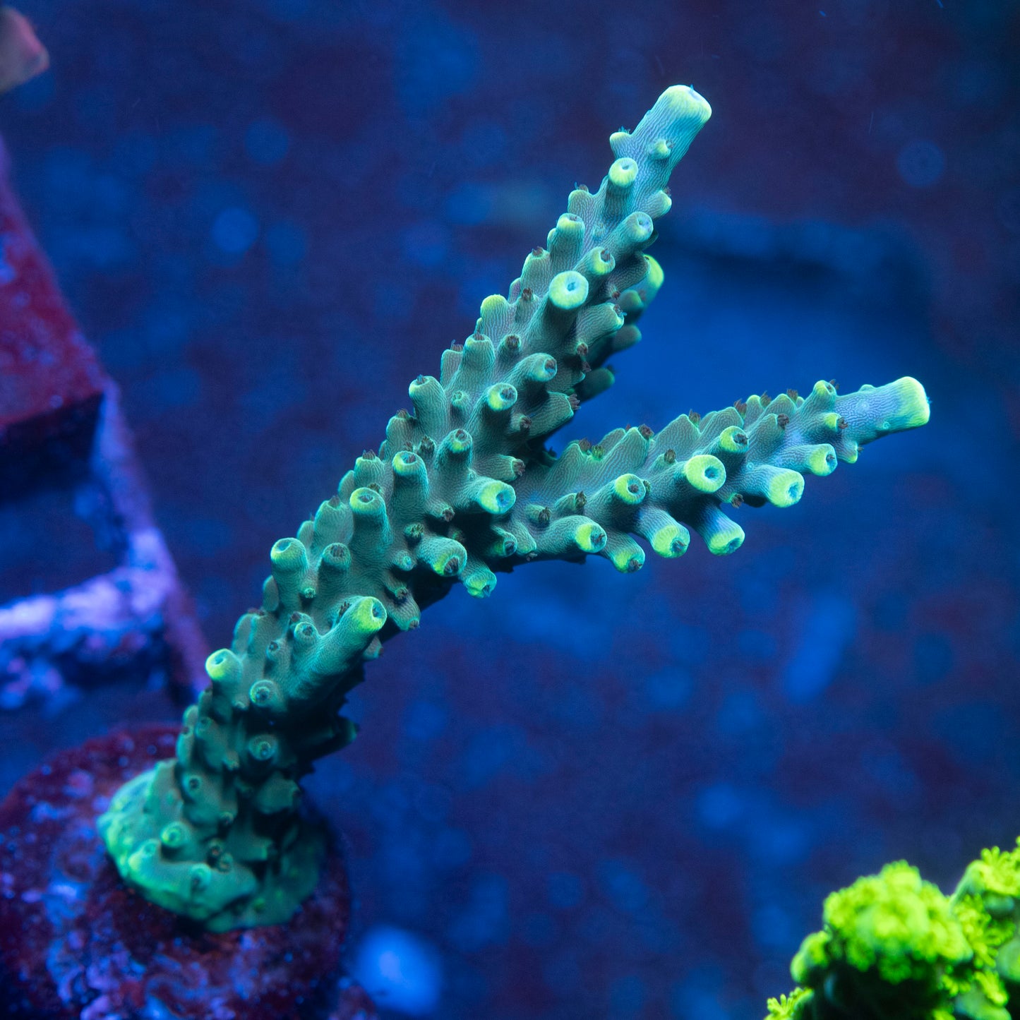 Assorted Acropora