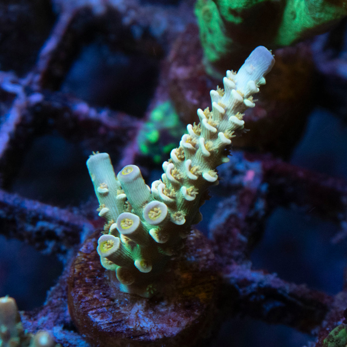 Assorted Acropora coral frag from AquaGem Corals