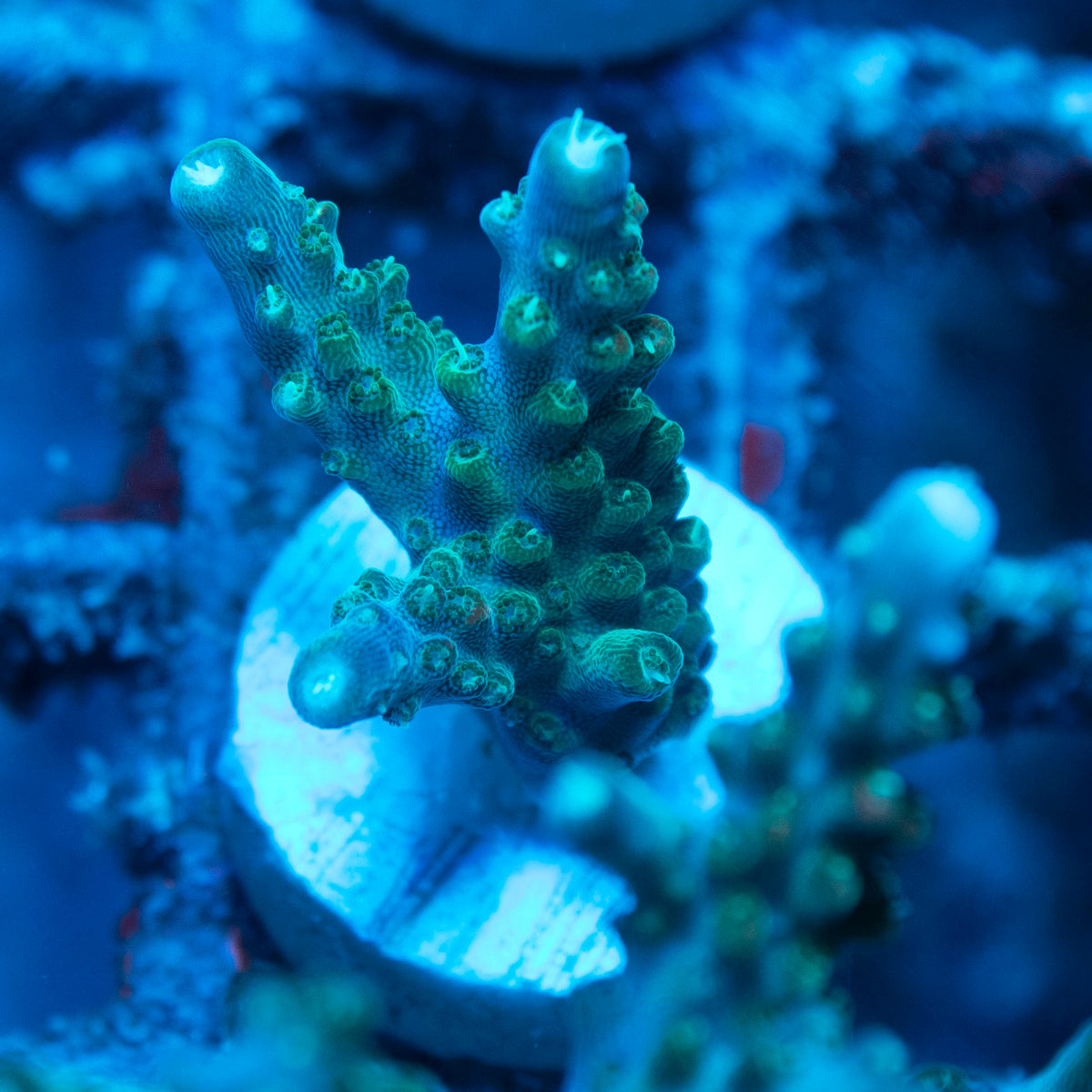 Assorted Acropora live reef coral - AquaGemCorals