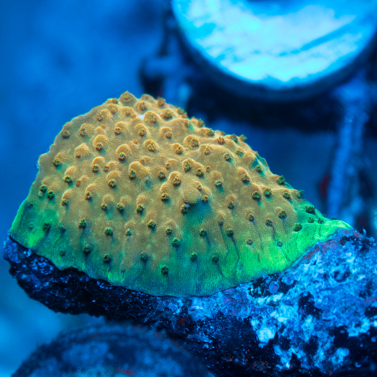 Assorted Acropora live reef coral - AquaGemCorals