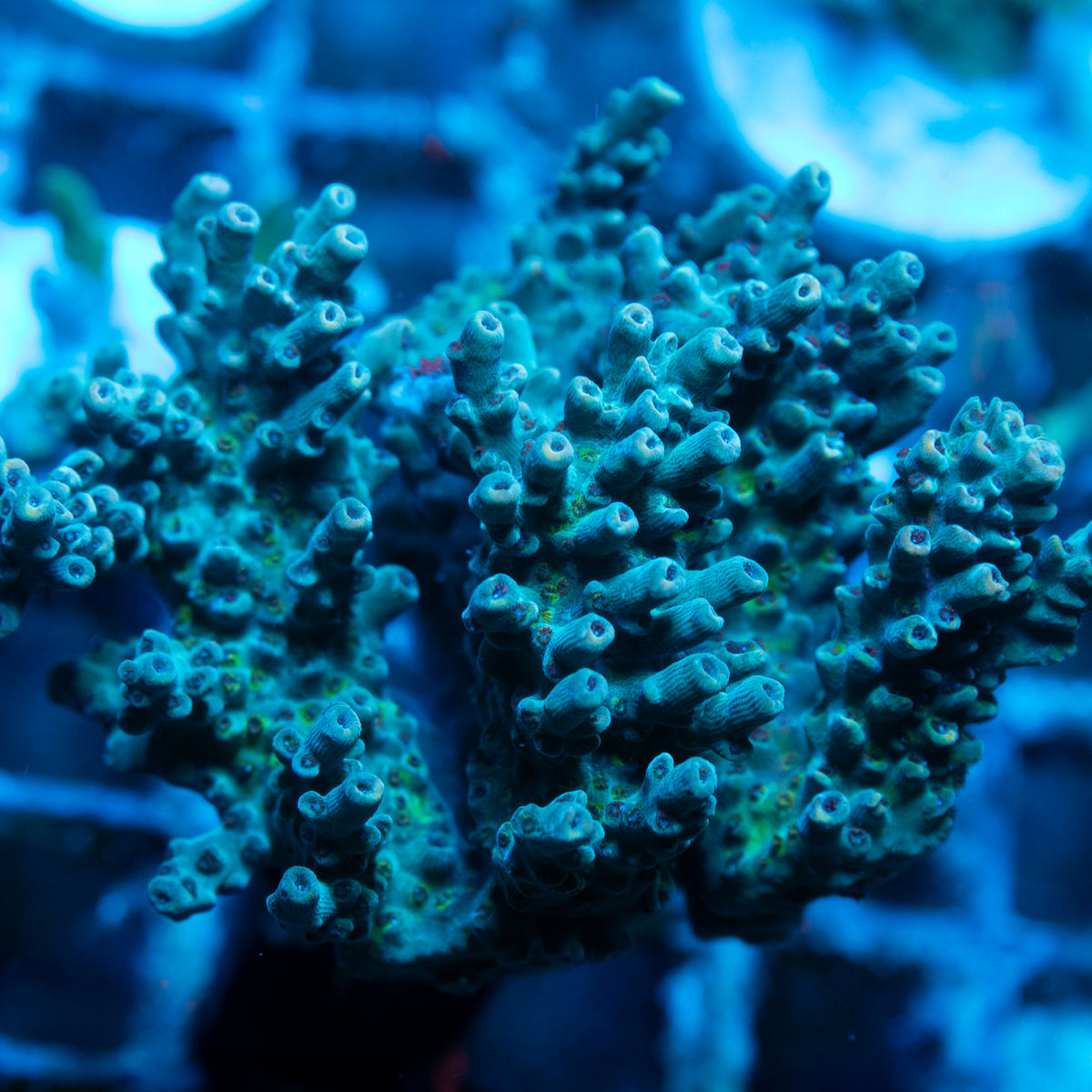 Assorted Acropora live reef coral - AquaGemCorals