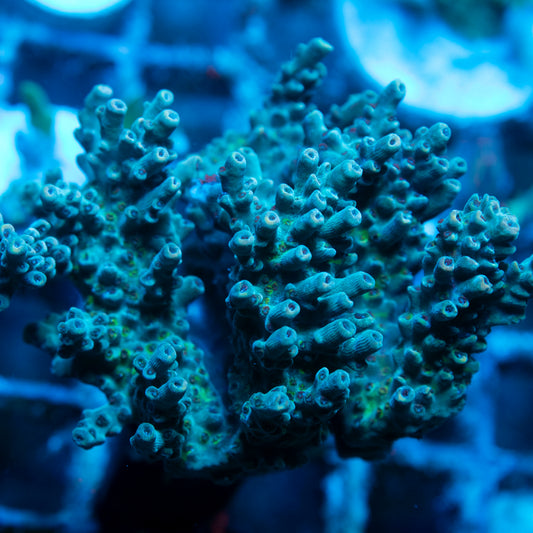 Assorted Acropora live reef coral - AquaGemCorals