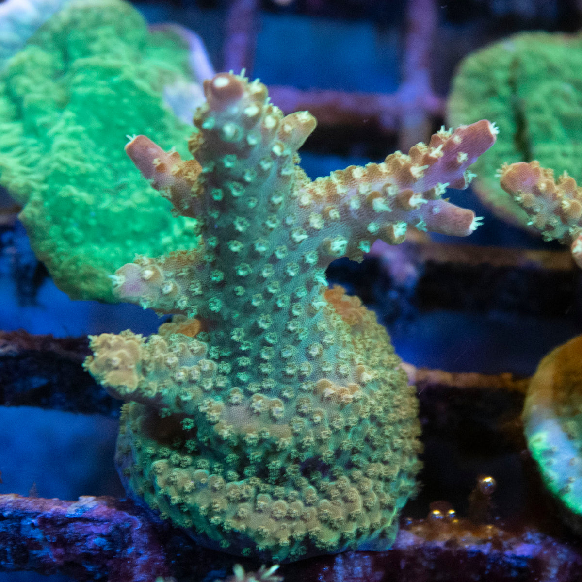 Assorted Acropora coral frag from AquaGem Corals