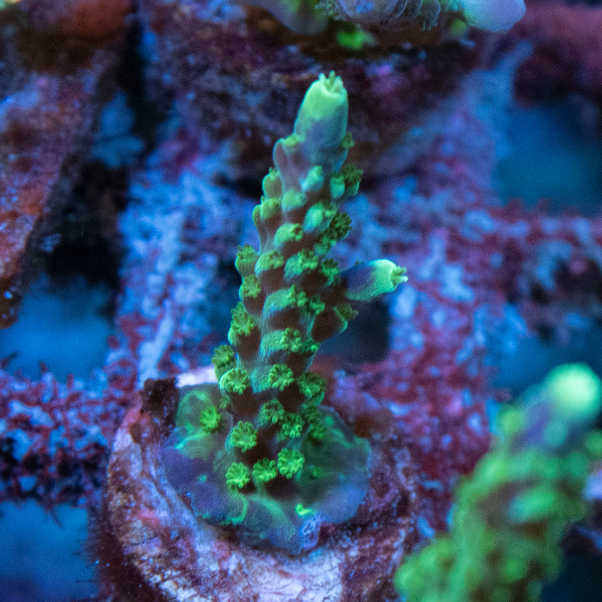 Assorted Acropora coral frag from AquaGem Corals