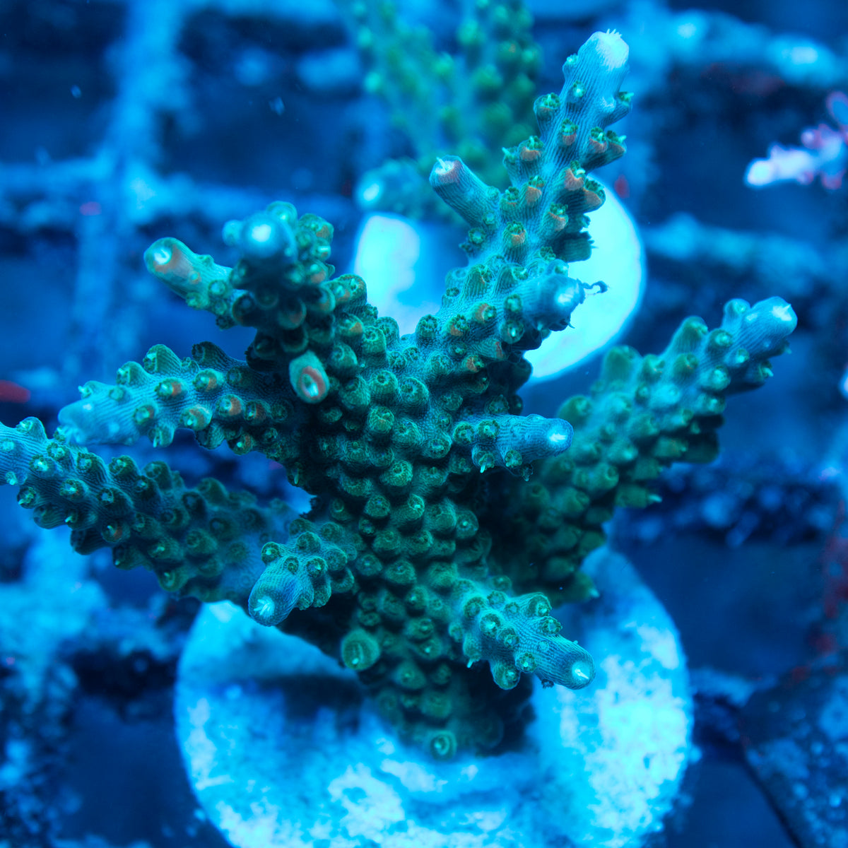 Assorted Acropora live reef coral - AquaGemCorals