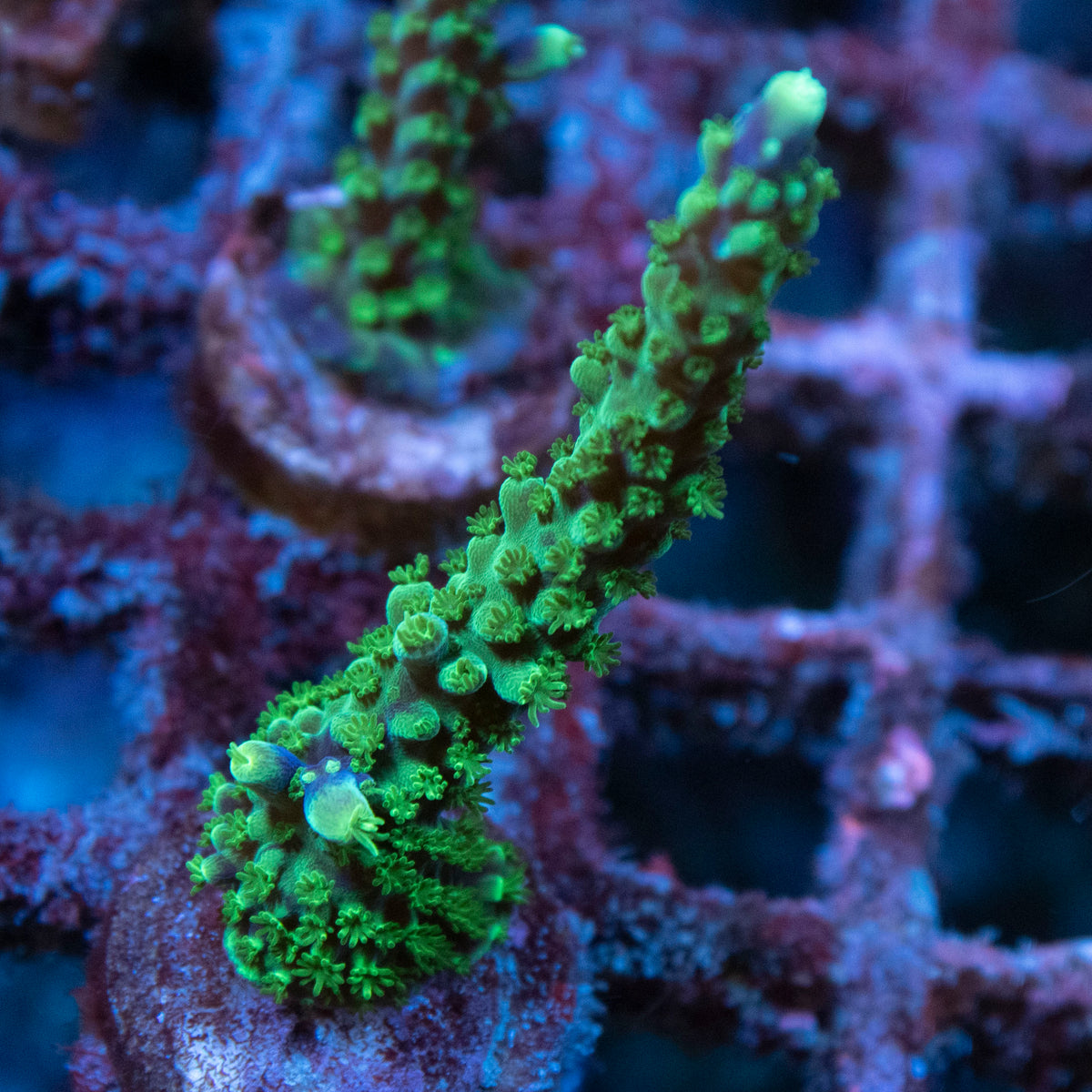 Assorted Acropora coral frag from AquaGem Corals