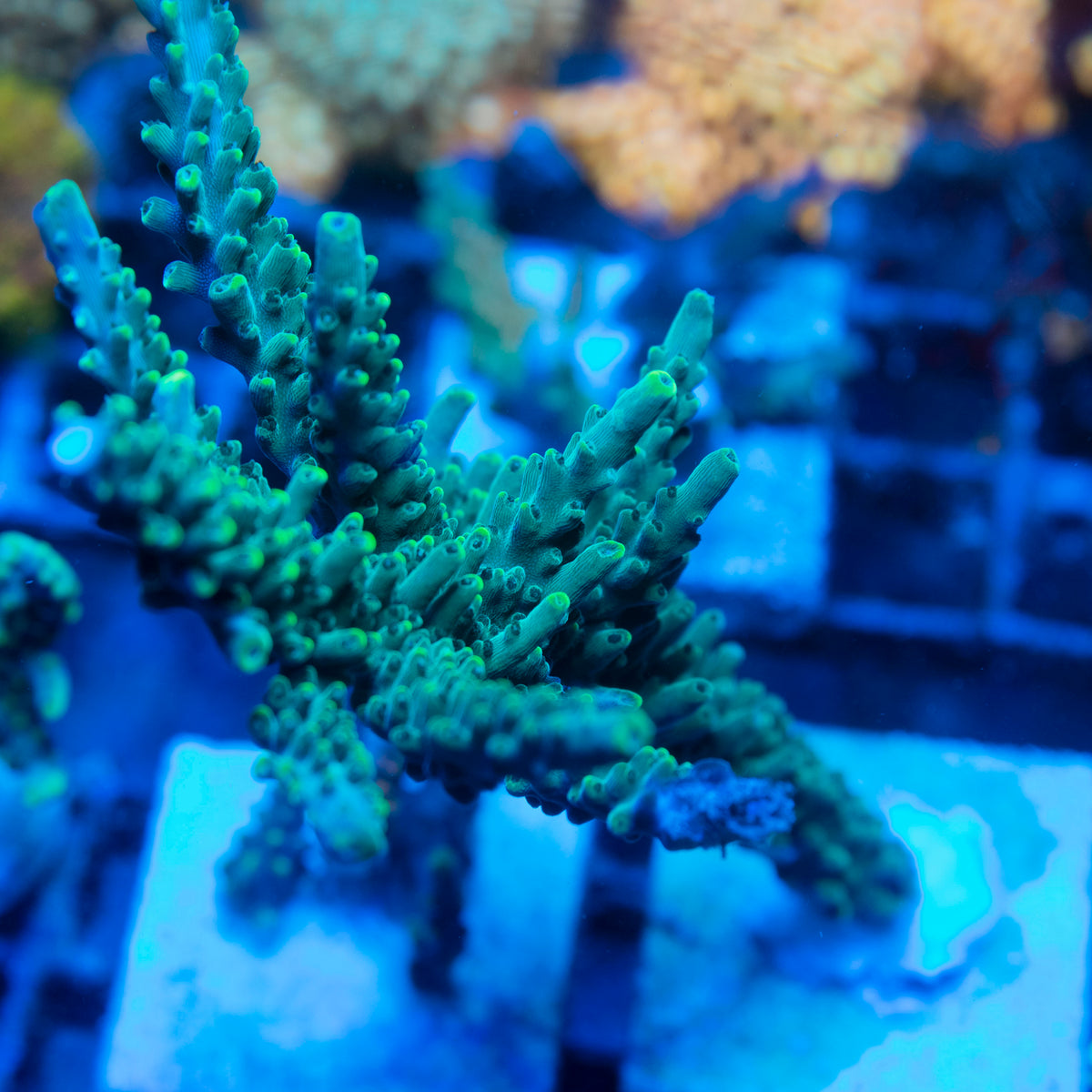 Assorted Acropora live reef coral - AquaGemCorals