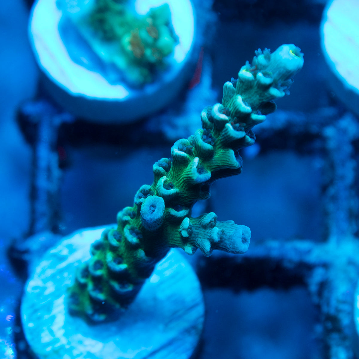 Assorted Acropora live reef coral - AquaGemCorals