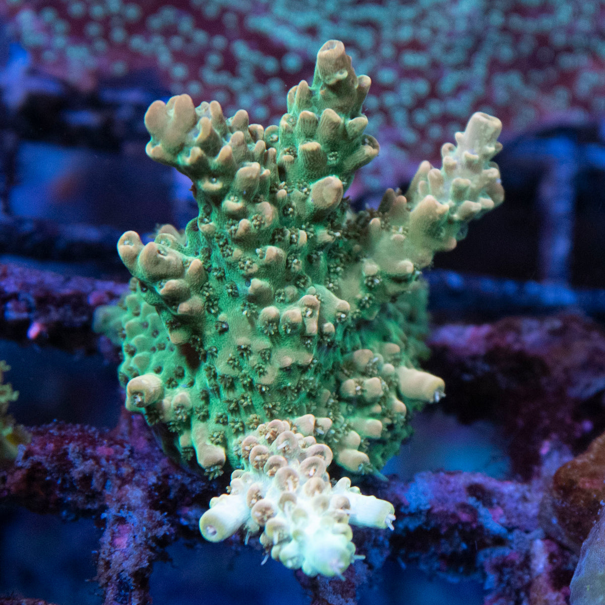 Assorted Acropora coral frag from AquaGem Corals