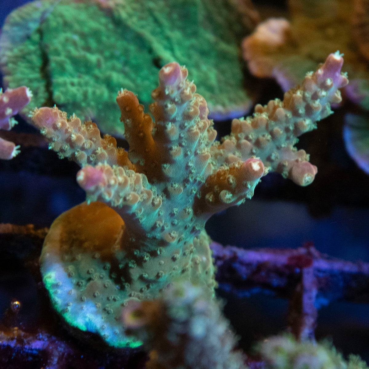 Assorted Acropora coral frag from AquaGem Corals