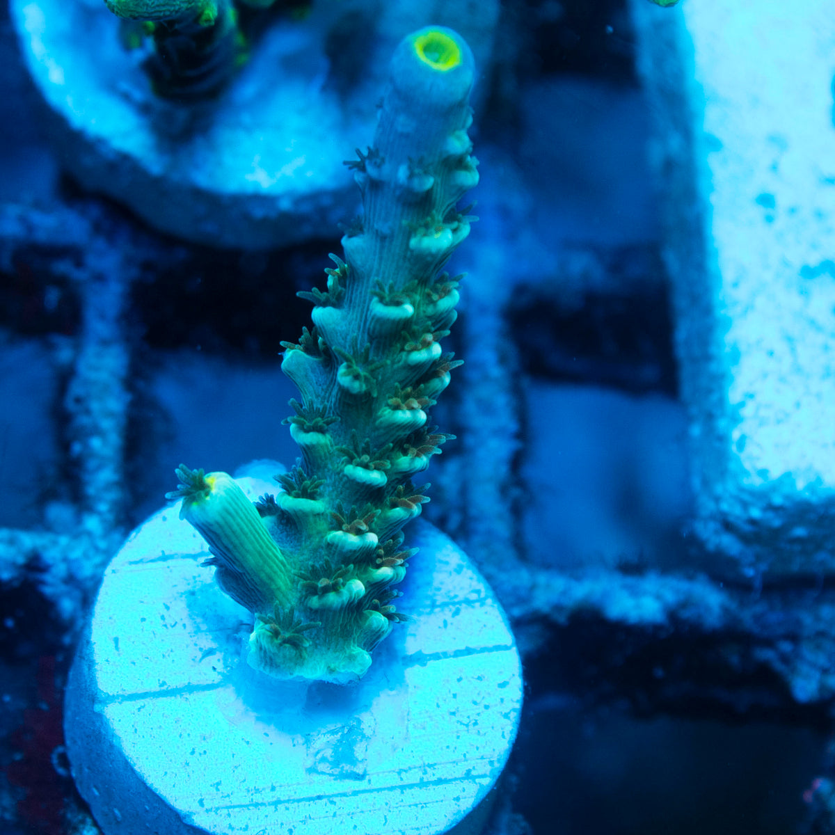 Assorted Acropora live reef coral - AquaGemCorals