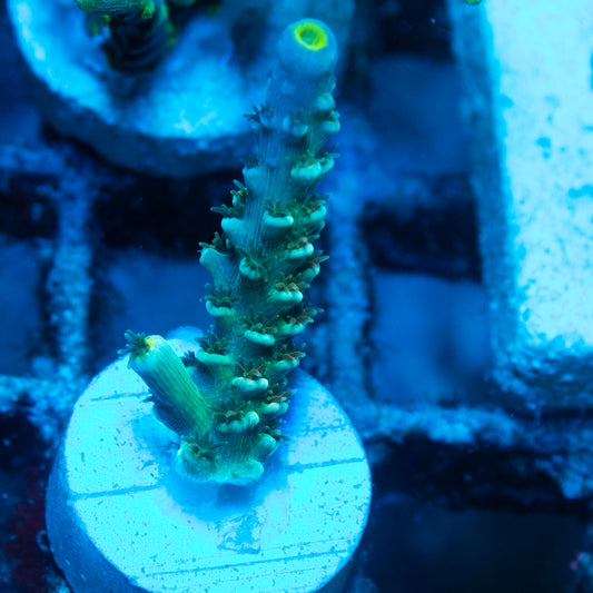 Assorted Acropora live reef coral - AquaGemCorals