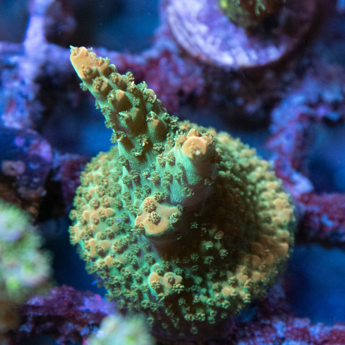 Assorted Acropora coral frag from AquaGem Corals