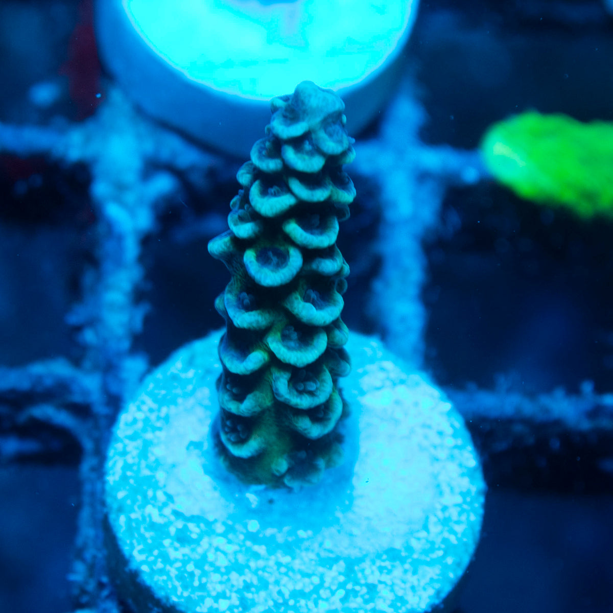 Assorted Acropora live reef coral - AquaGemCorals