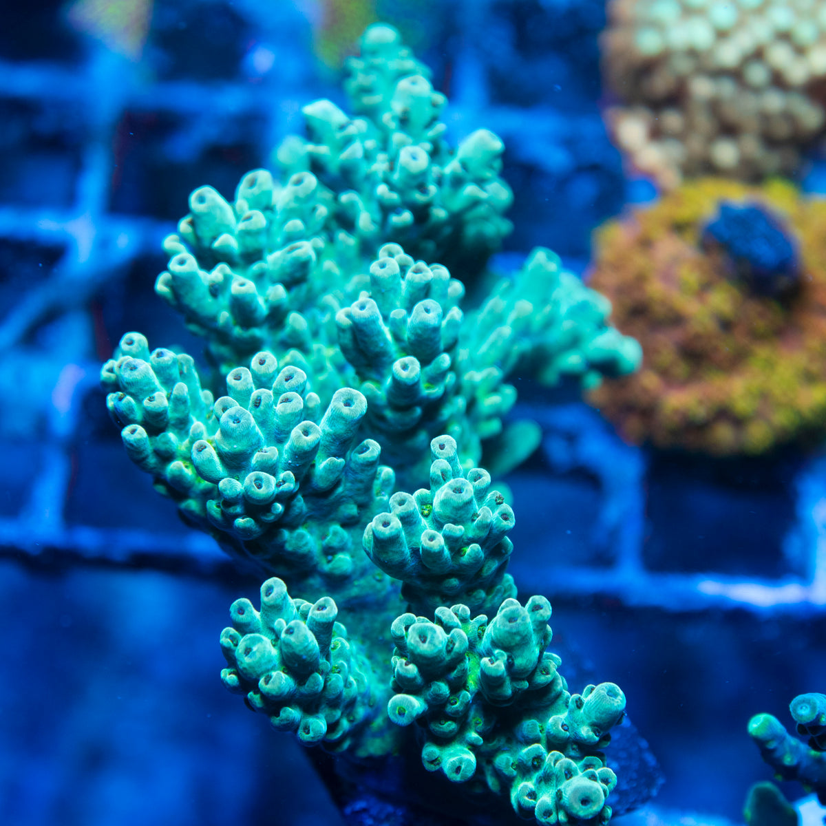Assorted Acropora live reef coral - AquaGemCorals