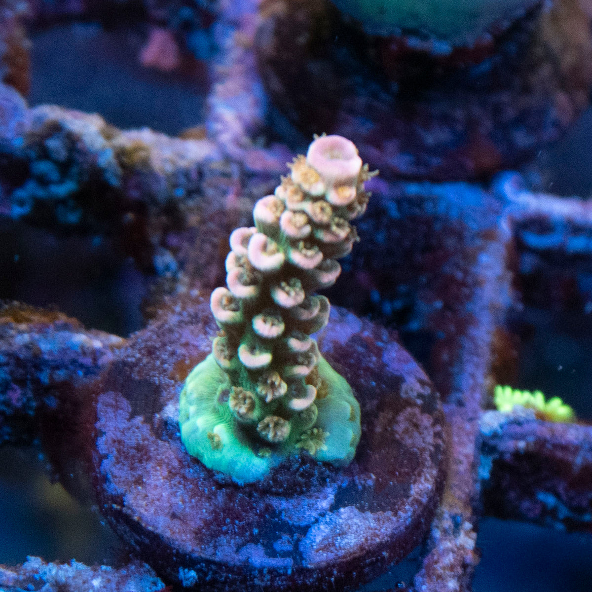 Assorted Acropora coral frag from AquaGem Corals