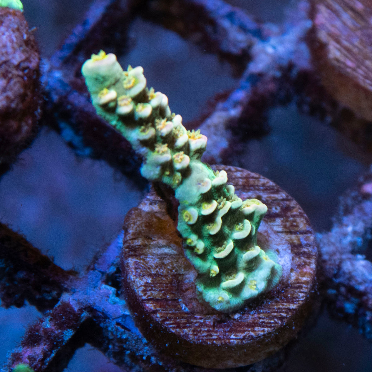 Assorted Acropora coral frag from AquaGem Corals