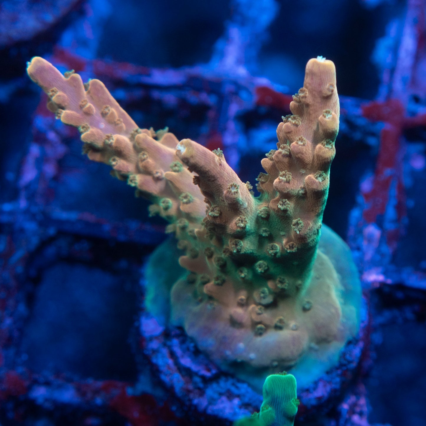Assorted Acropora