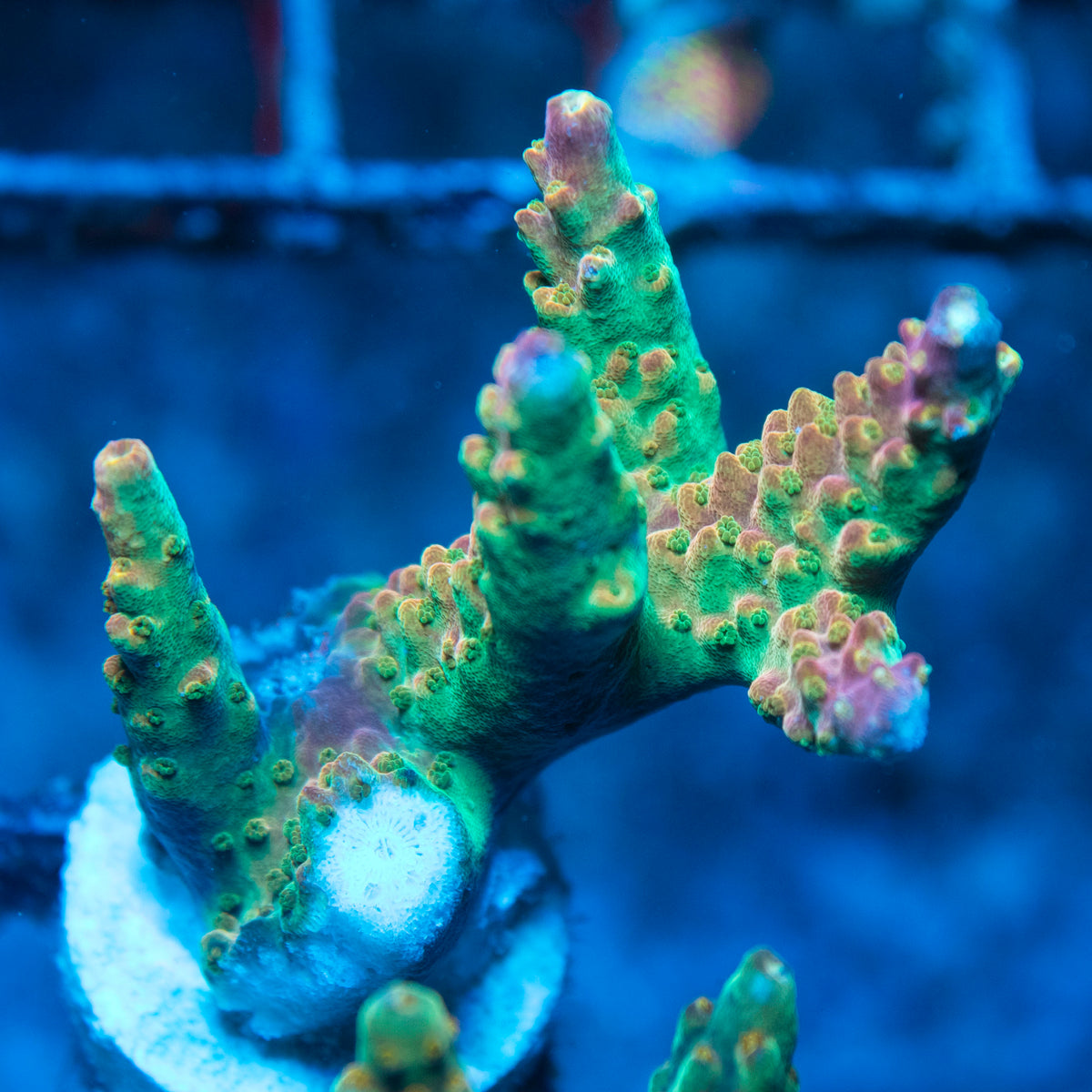 Assorted Acropora live reef coral - AquaGemCorals