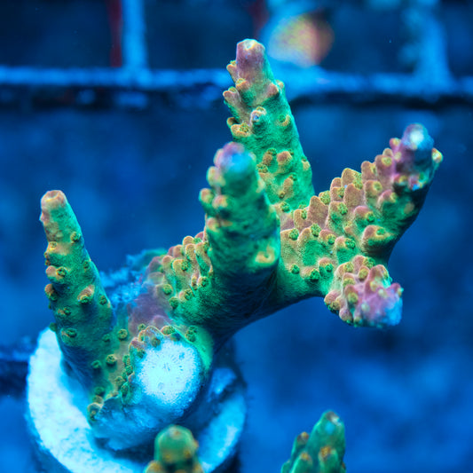 Assorted Acropora live reef coral - AquaGemCorals