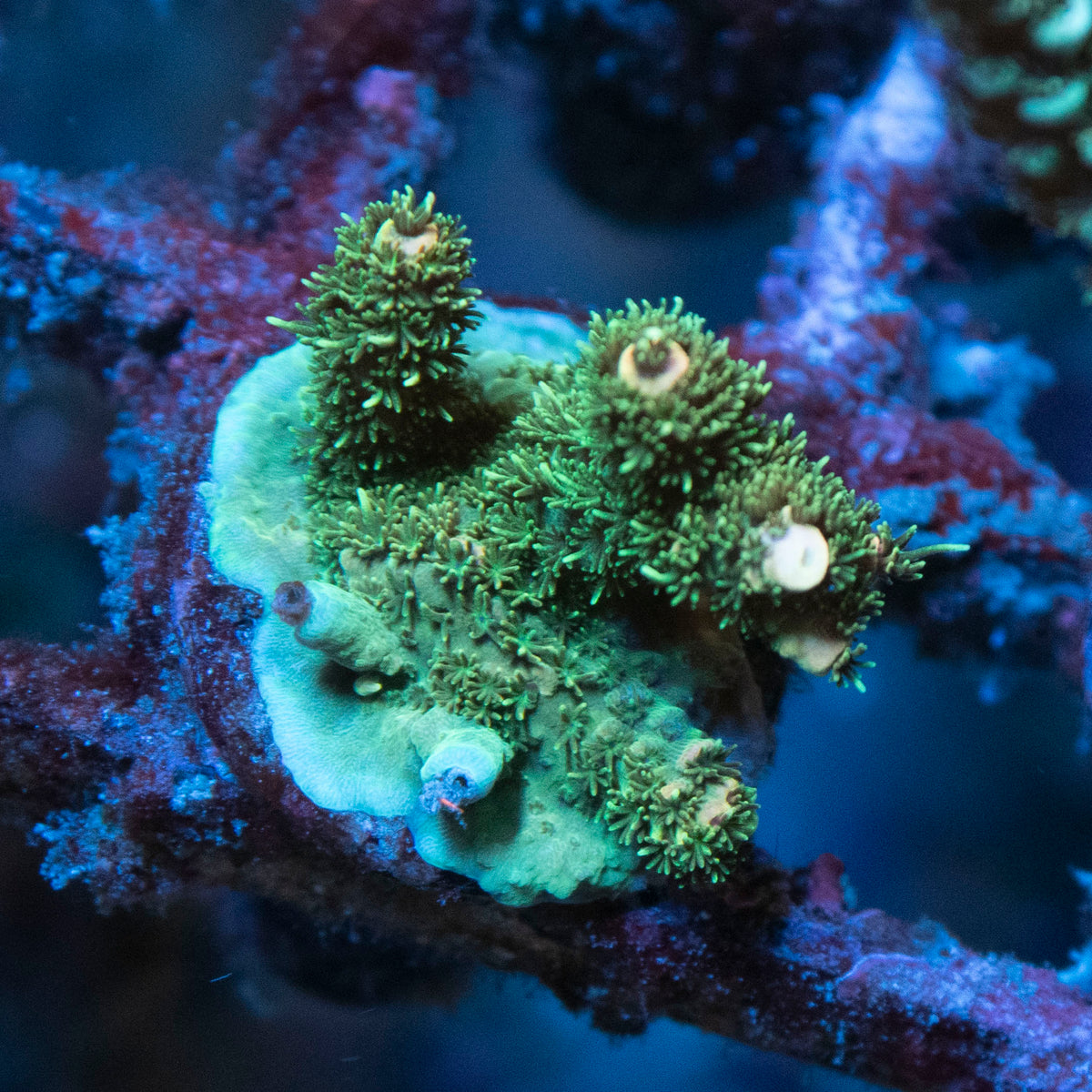 Assorted Acropora coral frag from AquaGem Corals