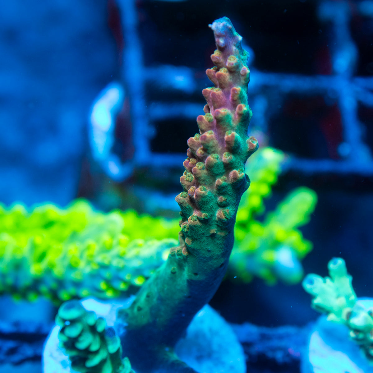 Assorted Acropora live reef coral - AquaGemCorals